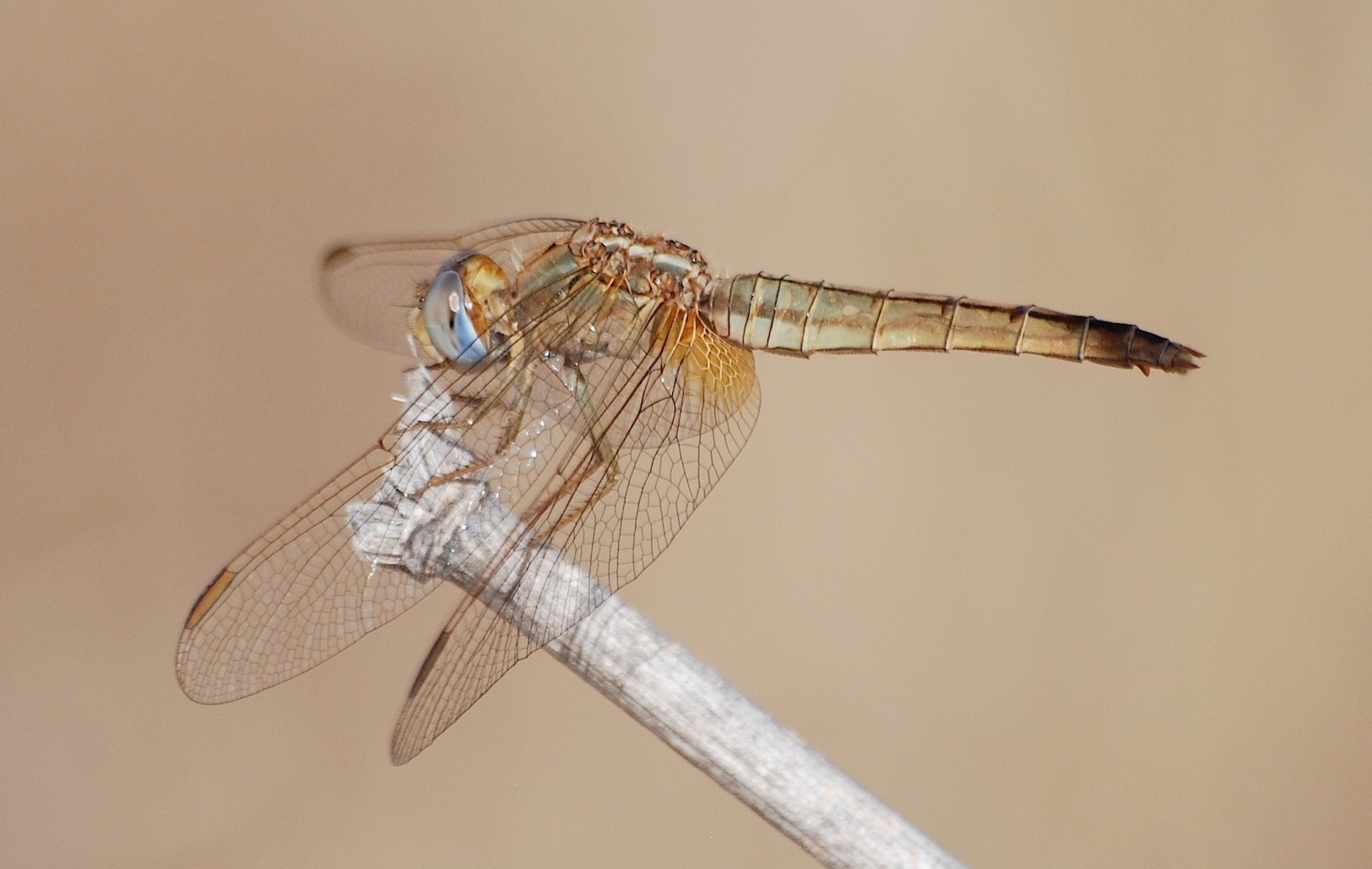 Parliamo di: Scheda Crocothemis erythraea